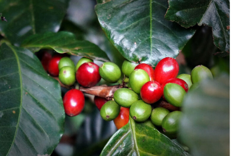 drupe-del-caffe-bacche-sul-ramo-della-sua-pianta-guatemala-ernani