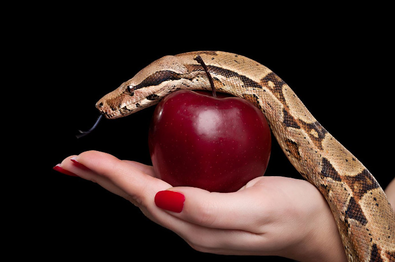 Copertina dell'articolo della presentazione dei Sette Peccati Capitali, le bevande Ernani servite in Torrefazione, con una mano che tiene una mela avvolta da un serpente.