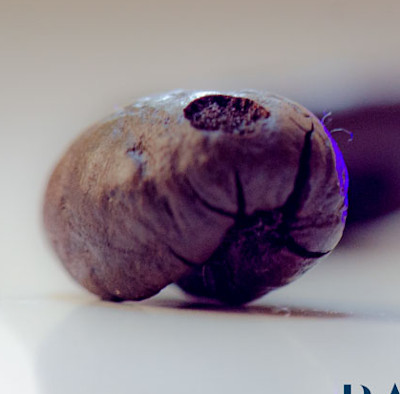 Dettaglio chicco di caffè tostato, con un cratere (buco) di colore più scuro