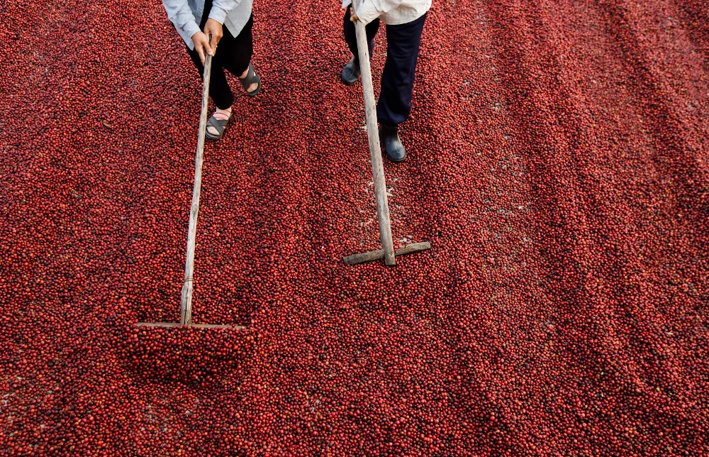 Foto dei chicchi di caffè stesi al sole per terra a ad asciugare con ancora la polpa e la buccia, metodo naturale.